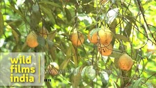 Nutmeg Myristica fragrans growing on the tree in Kerala [upl. by Narmis]