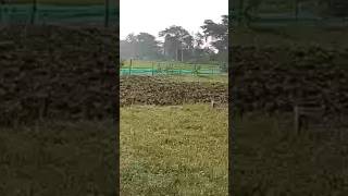 New Farm Plantation shorts youtubeshorts farmingdailylife organicfarming viralfarming farmer [upl. by Eineg]