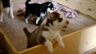 Husky puppy caught howling [upl. by Alaik]