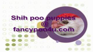 Shihpoo puppies for sale at wwwfancypoo4ucom [upl. by Teuton]