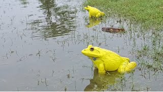 Rare yellow frogs funny video wonderful indian bullfrog sounds [upl. by Statis806]