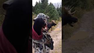 GIANT Bull at 3 yards Had our muley at 20 too bowhunting [upl. by Sila375]