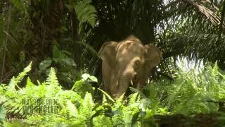 Moving Pygmy Elephants in Borneo [upl. by Fagin]