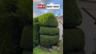 पार्क में गोल और चौकोर पेड़ कैसे उगाते है  plants trimming [upl. by Neile925]