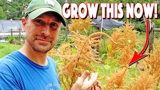 How To Grow Amaranth From Seed To Harvest You MUST Grow This [upl. by Holey]