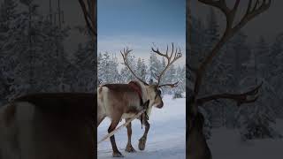 Christmas coming soon 🦌🎅 Reindeer ride of Santa Claus Lapland Finland santaclaus christmas shorts [upl. by Ahsinid420]