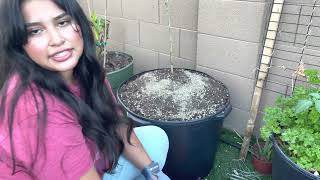 Planting a pink variegated lemon tree in a container [upl. by Goldia987]