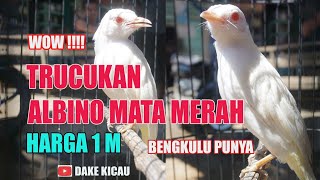 Trucukan Albino Mata Merah Harga 1 M [upl. by Aisauqal]