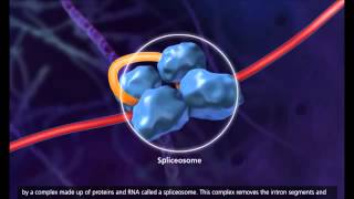 ΜΕΤΑΓΡΑΦΗ ΚΑΙ ΜΕΤΑΦΡΑΣΗ  DNA transcription and translation [upl. by Niklaus]