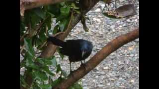 Quiscale bronzé est un des oiseaux les plus intelligents SaintFabiendePanet Québec [upl. by Horsey914]