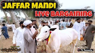 Jaffar Cow Mandi live Bargaining  Biggest fateh jangi bulls in jaffar Mandi 2024  Bakra Mandi 2024 [upl. by Tadich]