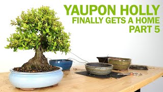 Yaupon Holly Bonsai  Part 5 Finally Gets a Home [upl. by Abrahamsen925]