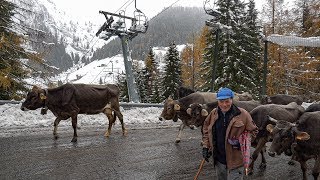 Primo giorno di Sci a Foppolo piove e ritornano le vacche [upl. by Schreibman]