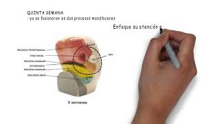 36 DESARROLLO DE LA CABEZA Viscerocráneo [upl. by Ofloda]