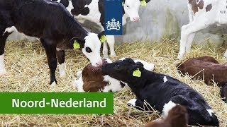 Regiodeals  Natuurinclusieve landbouw in NoordNederland [upl. by Lubow]