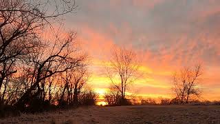 SANDHILL CRANE CALLS AND SUNRISE AT MAGEE MARSH ON ESTUARY TRAIL [upl. by Thatcher]