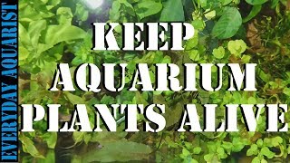 Why aquarium plants go brown and die [upl. by Hartfield]