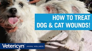 How To Treat Dog amp Cat Wounds with Vetericyn Liquid and Antimicrobial Hydrogel [upl. by Asoj657]