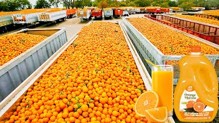 How Orange Juice Is Made In Factory  Fresh Orange Juice Factory Process [upl. by Reneta]