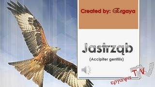 Jastrząb jastrząb gołębiarz Accipiter gentilis [upl. by Amorette]