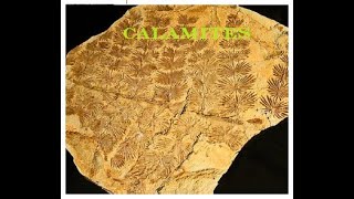 Fossil Calamites [upl. by Yung101]