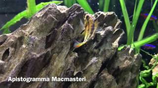 Apistogramma MacMasteri Breeding [upl. by Galitea905]