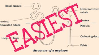 VERY VERY EASY DIAGRAM OF Nephron Class 10 [upl. by Gretal]