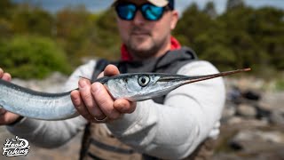 Needlefish Catching Garfish from the shore [upl. by Mayyahk80]