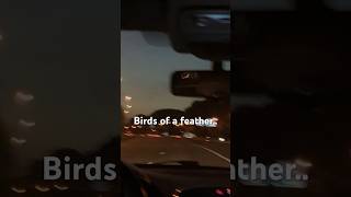 Birds of a feather trend music trend billieeilish dog pets [upl. by Gerg]