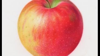 Painting Watercolor Apple [upl. by Allehcim860]