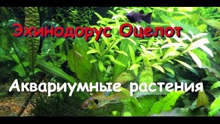 Эхинодорус Оцелот Echinodorus ozelot [upl. by Lasley977]