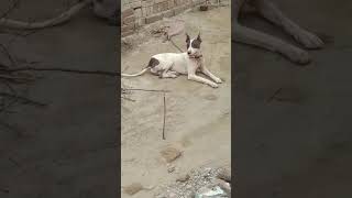 Pure Kohati Gultair Dog  pitbulldoglover pitbullloverz [upl. by Blackmun]