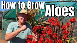 How to Pollinate and Grow Aloes ft Aloe King ANDY DE WET [upl. by Akym13]