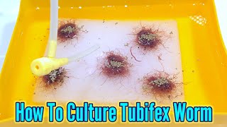 How to culture tubifex worms  Culturing Tubifex At Home [upl. by Sukramaj]