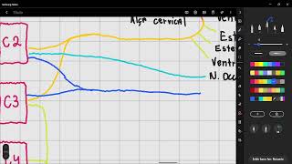 Plexo cervical [upl. by Mcloughlin]