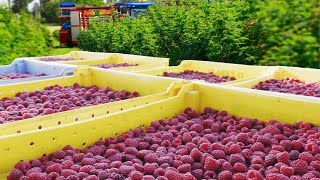 Red Raspberry Harvesting and Processing  Red Raspberry Cultivation Technology  Raspberry Factory [upl. by Raul]