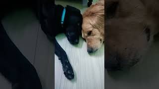 togetherness song bollywood music dog doglover dogshorts viralvideo trendingshorts [upl. by Bethesde]