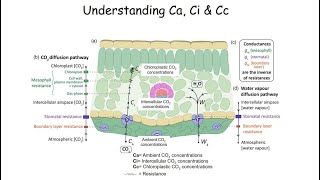 CO2 Drawdown Concentrations in leaf Ca atmospheric ambient Ci intercellular Cc Chloroplastic [upl. by Aruasor]