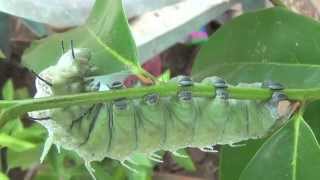 Atlas Moth Attacus Atlas [upl. by Chita]