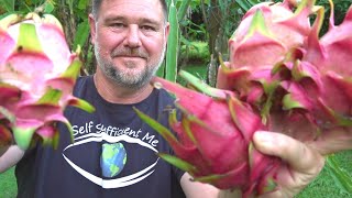 8 Tips How to Get MORE Dragon Fruit Pitaya [upl. by Leinahtan]