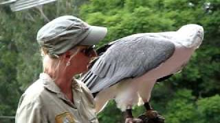 Whitebellied sea eagle [upl. by Irbmac]