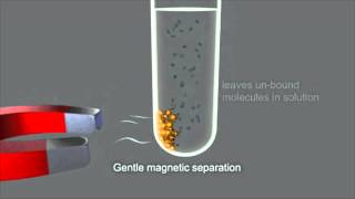 Magnetic Separation using Dynabeads® [upl. by Aneroc]