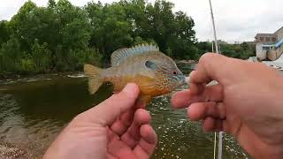 Fly Fishing for multiple species at Spavinaw Dam [upl. by Alfreda396]