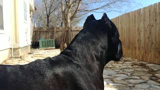 Cane Corso protecting his owner [upl. by Us]