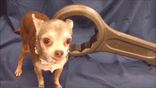 Stahlwille Germany 170MM Striking Face Ring Spanner and Hungry Chihuahua [upl. by Elyn]