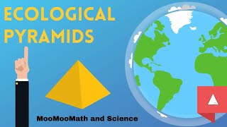 Ecological Pyramid  Environmental Science [upl. by Ferguson]