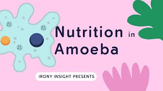 Nutrition in amoeba class 10  Life Processes  Heterotrophic Nutrition  Class 10 CBSE [upl. by Nonnah]