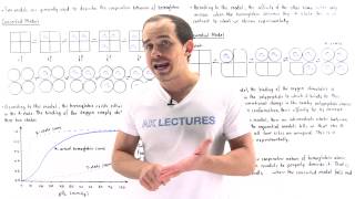 Concerted and Sequential Model for Hemoglobin [upl. by Zahavi]