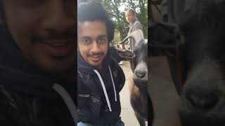 Cheeky Goat Selfie Adventures at a Swedish Zoo shorts sweden zoo [upl. by Kinnon]