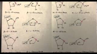 Carbohydrates Part 4 of 4 PDF of Monosaccharides Disaccharides and Polysaccharides [upl. by Einnaj]